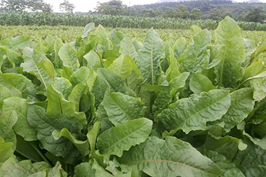 綠色黃金産業(yè)--食葉草(cǎo)（蛋白(bái)草(cǎo)）