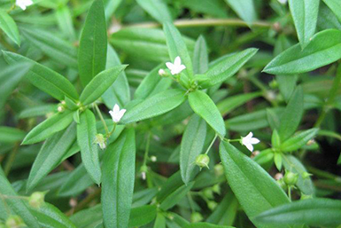 科學技(jì)術(shù)--植物(wù)提取物(wù)